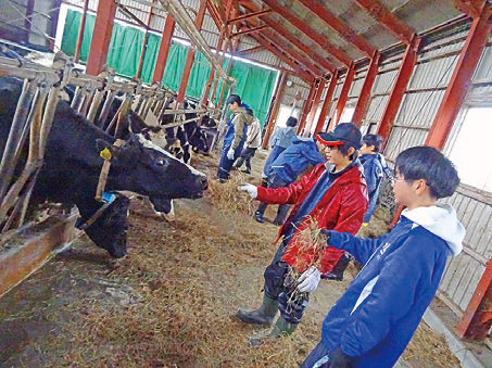 11月 酪農体験